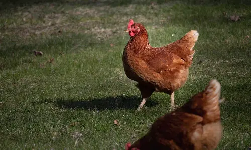 Chicken Price Drops to Rs 30 Per KG Due to Bird Flu Impact