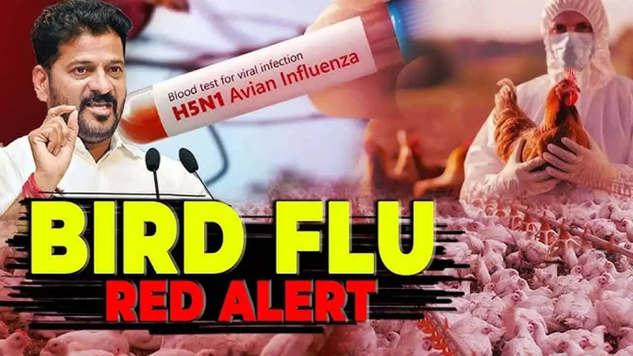 Telangana Government on High Alert Over Bird Flu; 24 Checkposts Set Up Telangana Government on High Alert Over Bird Flu; 24 Checkposts Set Up