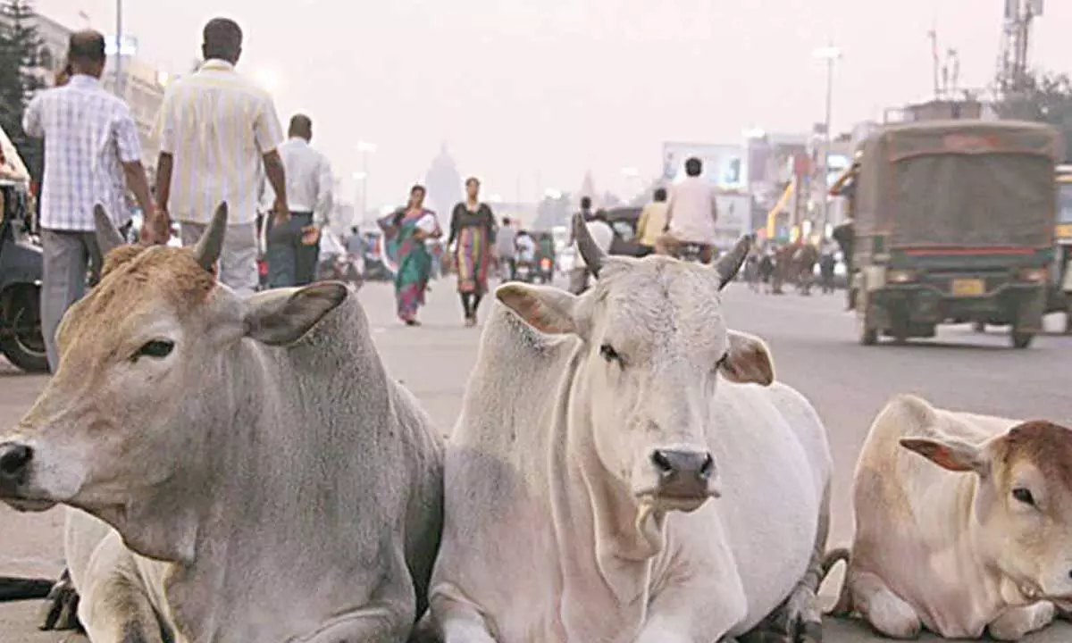 Seer’s ultimatum to Centre to decide ban on cow slaughter Seer’s ultimatum to Centre to decide ban on cow slaughter