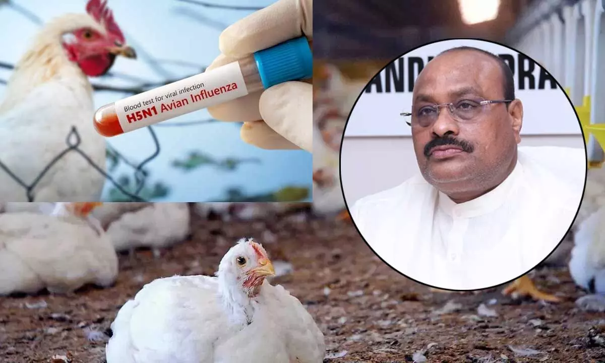 AP Minister Calls for Urgent Measures Amid Chicken Deaths in Godavari and Krishna Districts