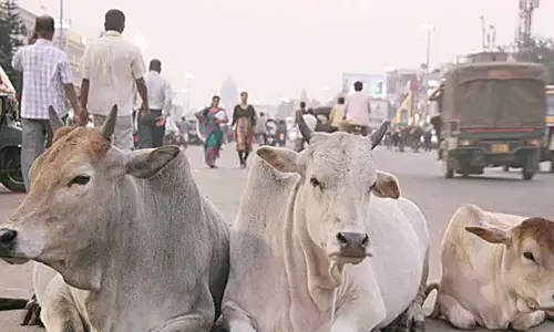 Seer’s ultimatum to Centre to decide ban on cow slaughter