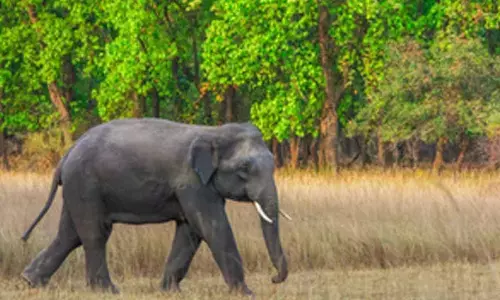 27-year-old, who survived landslide, trampled to death in Wayanad