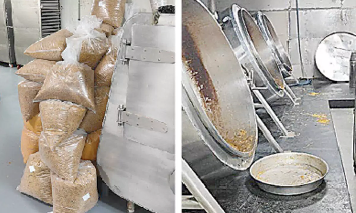 Indigo flyers beware! Live roaches found at airline’s food supplier Indigo flyers beware! Live roaches found at airline’s food supplier