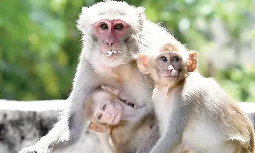 End monkey menace, seek votes: Villagers
