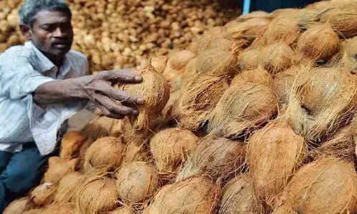 Coconut prices reach record high ahead of summer