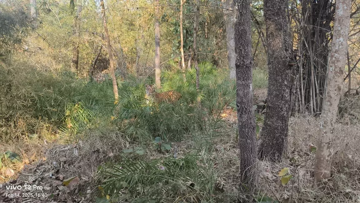 Female Tiger Spotted by Safari Tourists in Nallamala Female Tiger Spotted by Safari Tourists in Nallamala