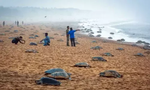 TN to form Marine Elite Force to protect Olive Ridley turtles