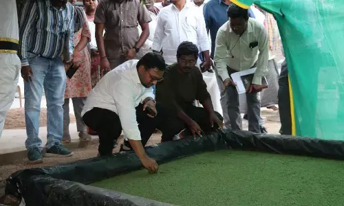 Collector inspects Azolla cultivation