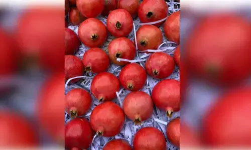 In a first, India exports pomegranates to Australia via sea