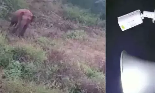 New technology helps farmers keep wild elephants at bay