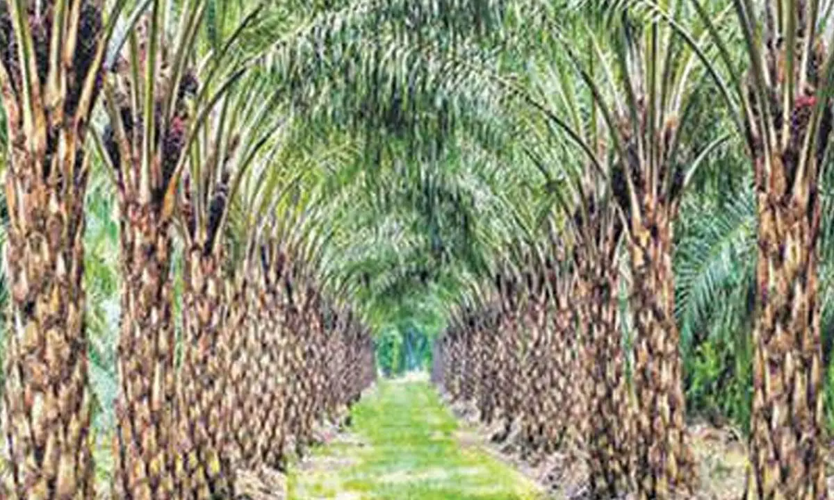 Tummala warns oil palm cos to buckle up, reach set targets