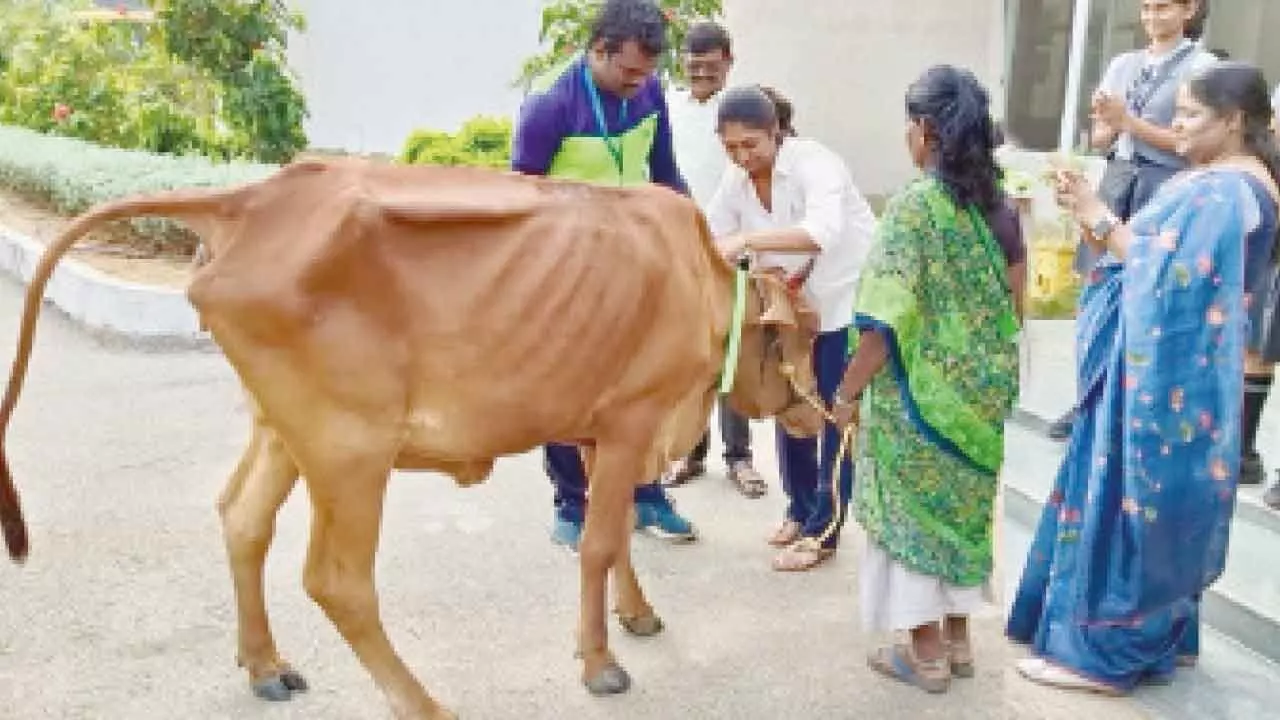 Director – CSR of Sri City Nireesha Sannareddy fixing fluorescent flip-flop belt on a cow