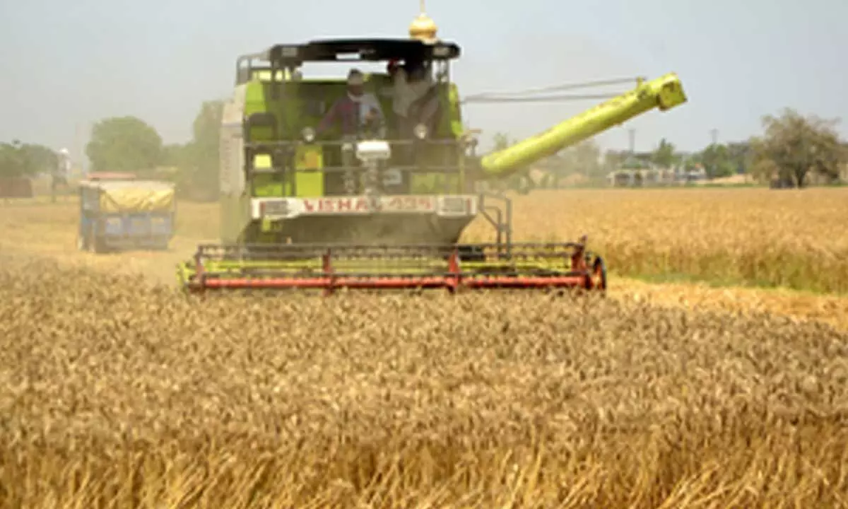 India turns food-surplus powerhouse driven by robust farm sector growth: Study India turns food-surplus powerhouse driven by robust farm sector growth: Study