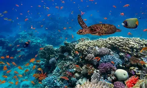 Why did life evolve to be so colourful? Research finds some answers