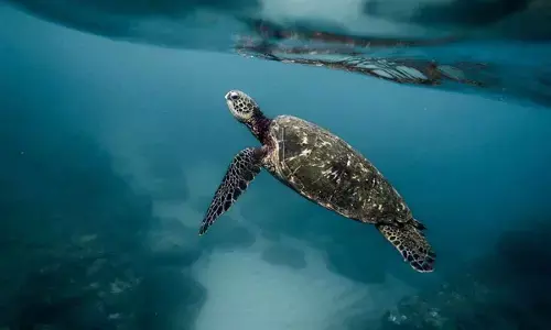 Special measures being taken to protect sea turtles