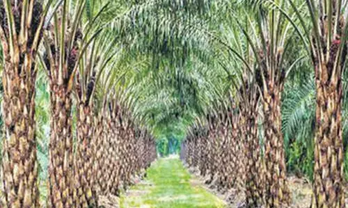 Tummala warns oil palm cos to buckle up, reach set targets