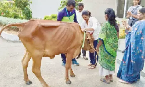 Director – CSR of Sri City Nireesha Sannareddy fixing fluorescent flip-flop belt on a cow