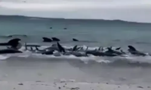 Australian authorities to euthanize 90 stranded false killer whales