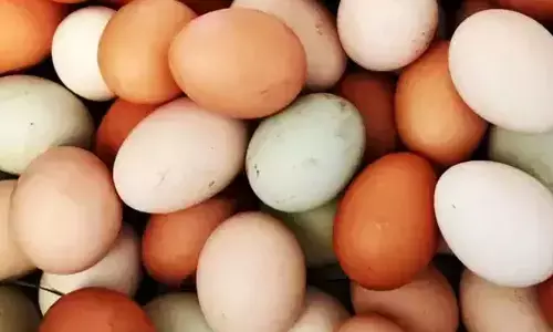 Desi Eggs vs. White Eggs: Which One is the Healthier Choice? Desi Eggs vs. White Eggs: Which One is the Healthier Choice?