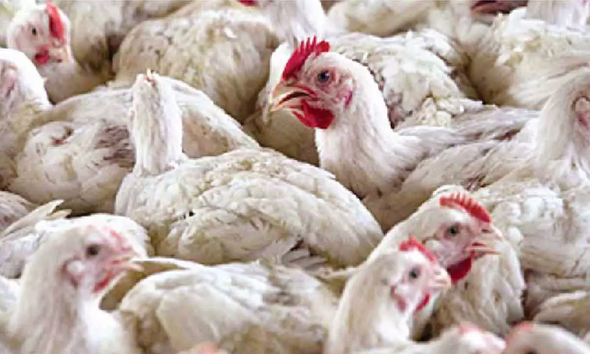 Bird flu containment efforts yield good results Bird flu containment efforts yield good results