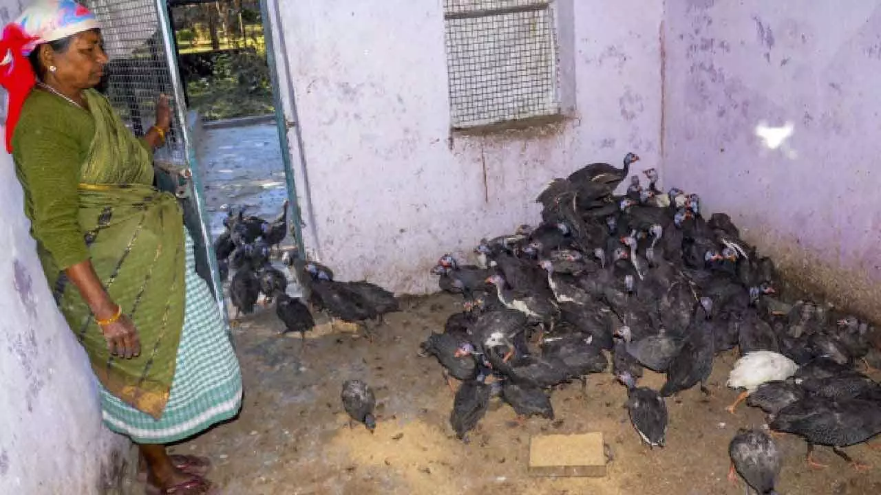 Bird flu outbreak in Latur triggers high alert in Bidar dist Bird flu outbreak in Latur triggers high alert in Bidar dist