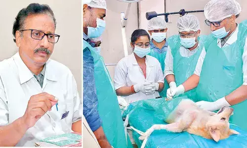 A beacon of hope for the world of animals