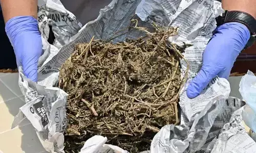 Task Force seizes 160 kg ganja worth Rs. 48 lakh