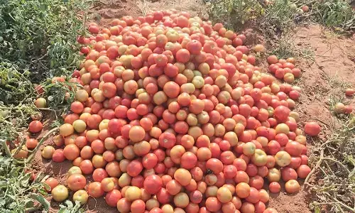 Plunging prices distress tomato farmers