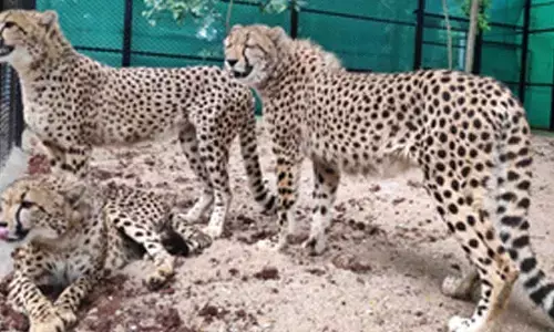 MP to release more cheetahs into the wild in Kuno National Park