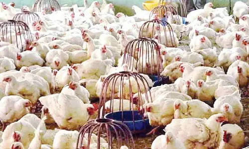 Bird flu scare in neighbouring states hits poultry industry