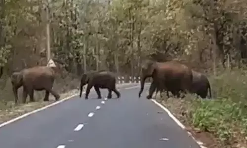 2,103 elephants present in Odisha forests, says Khuntia