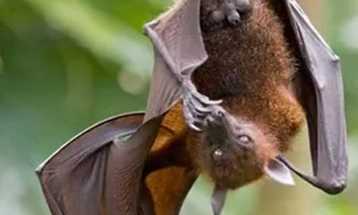 New bat coronavirus with human transmission potential discovered in China New bat coronavirus with human transmission potential discovered in China