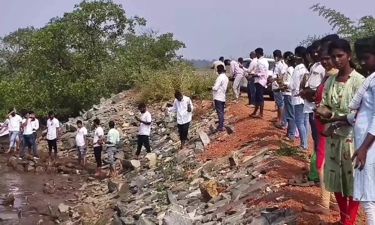 Mangrove plantation drive launched to protect riverbanks Mangrove plantation drive launched to protect riverbanks