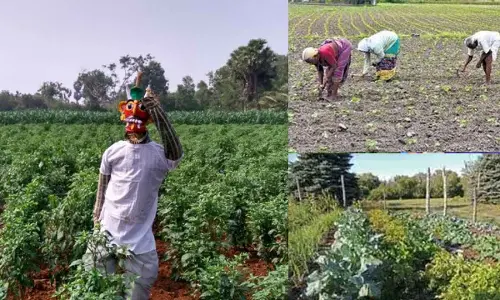 Sustainable Shift Towards Nature: The revival of organic farming in Telangana