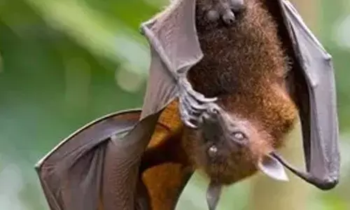 New bat coronavirus with human transmission potential discovered in China