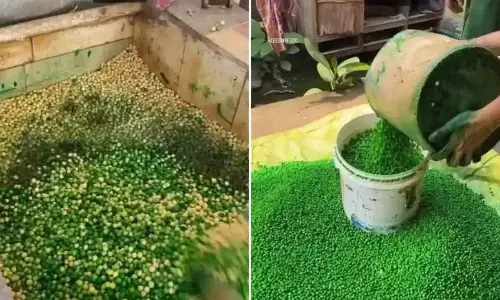 Govt cracks down on artificial colouring in fried green peas