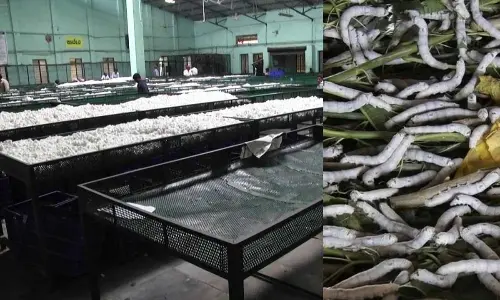 Silk growers abandoning cultivation due to adverse weather, diseases