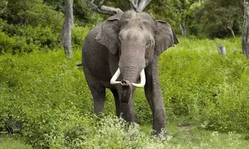 Elephant rampage kills four in 12 hours in Jharkhand’s Gumla, Simdega districts