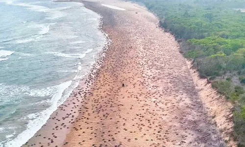 6.82 lakh Olive Ridleys arrive for mass nesting in Rushikulya