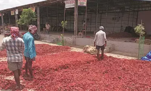 Chilli farmers gets good news with market intervention scheme to get fixed price