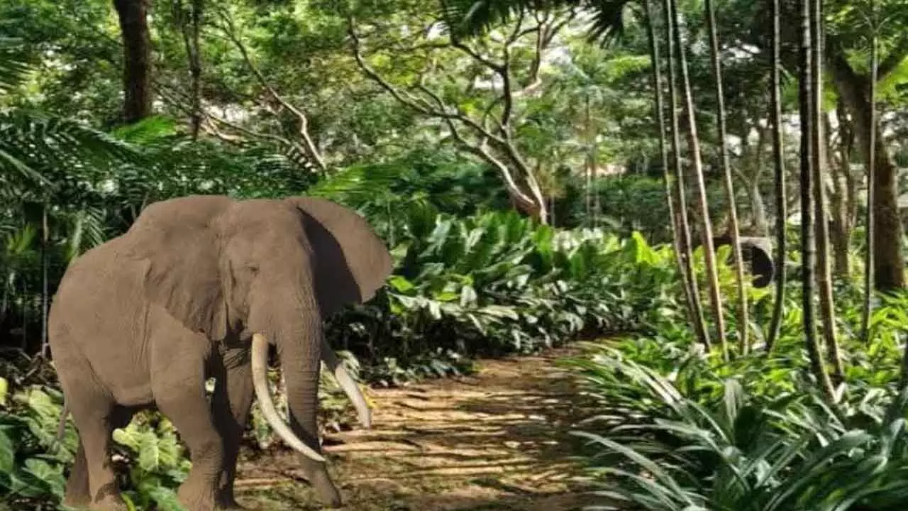 Elephant sanctuary to come up to prevent human - elephant conflict Elephant sanctuary to come up to prevent human - elephant conflict