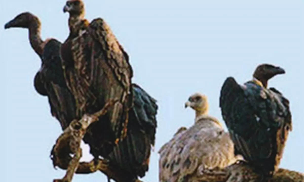 Two-day synchronised vulture census begins in southern states Two-day synchronised vulture census begins in southern states