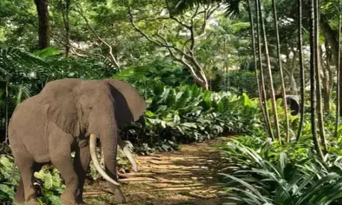 Elephant sanctuary to come up to prevent human - elephant conflict