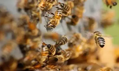 Man dies in bee attack in MPs Shahdol