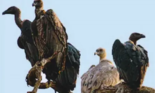 Two-day synchronised vulture census begins in southern states
