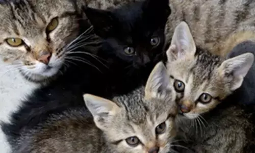 H5N1 in cats: Chhindwara on high alert, normalcy expected after March 4