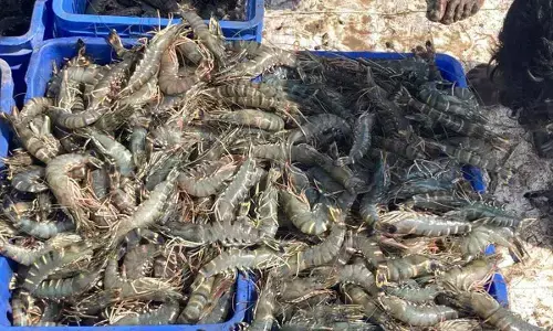 AP leads in fish, shrimp production in India
