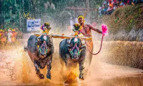 Animal Welfare Groups Demand Cancellation of Kambala Event at Pilikula Biological Park