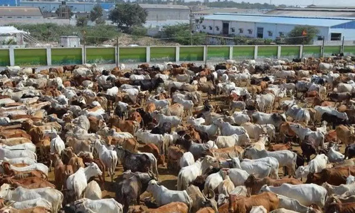 The guardian of abandoned cows