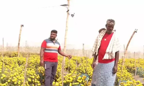 Marigold farmers resort to CCTV surveillance to combat theft
